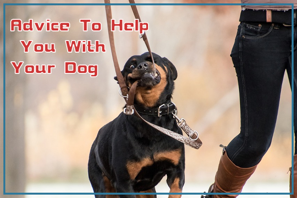 Advice To Help You With Your Dog