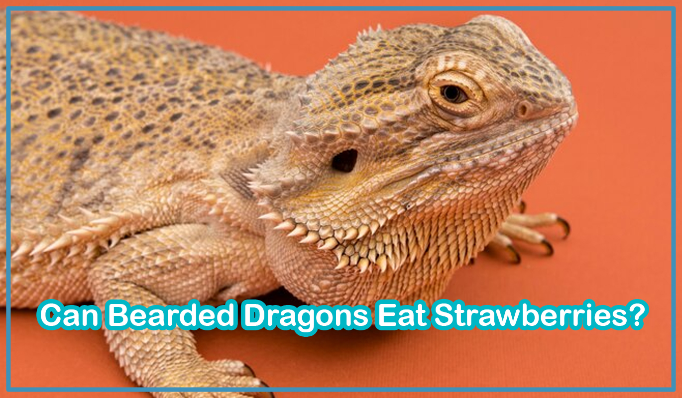 Can Bearded Dragons Eat Strawberries?