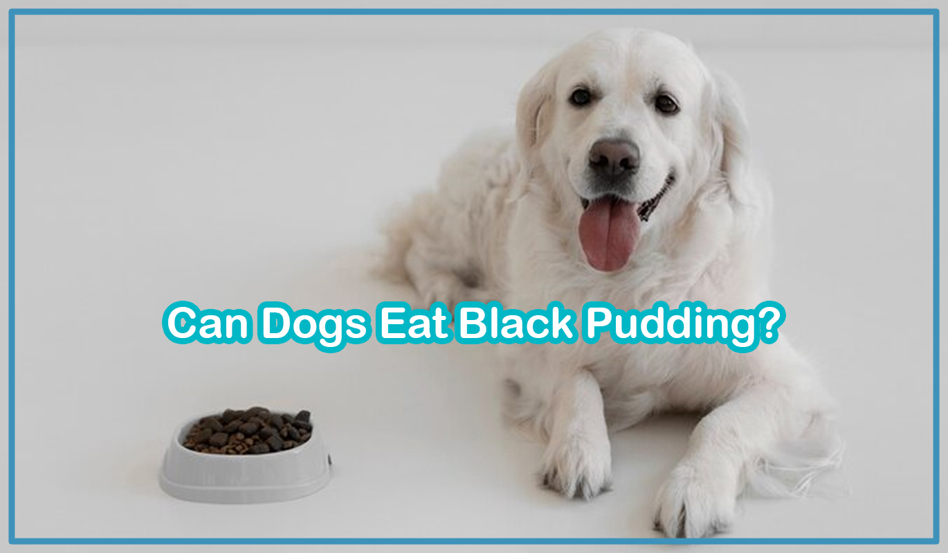 Can Dogs Eat Black Pudding?