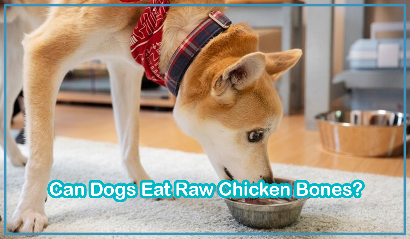 Can Dogs Eat Raw Chicken Bones?